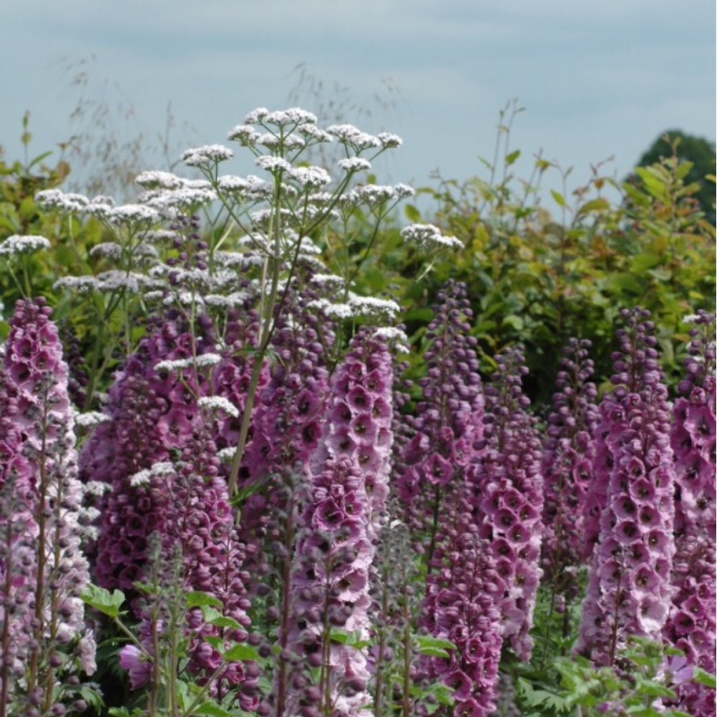 Delphinium Dusky Maiden in the GardenTags plant encyclopedia