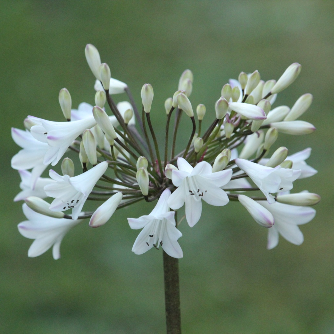 African Lily Ardernei Hybrid in the GardenTags plant encyclopedia