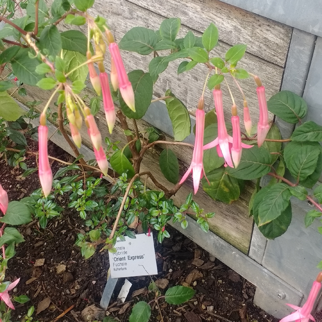 Fuchsia Orient Express in the GardenTags plant encyclopedia