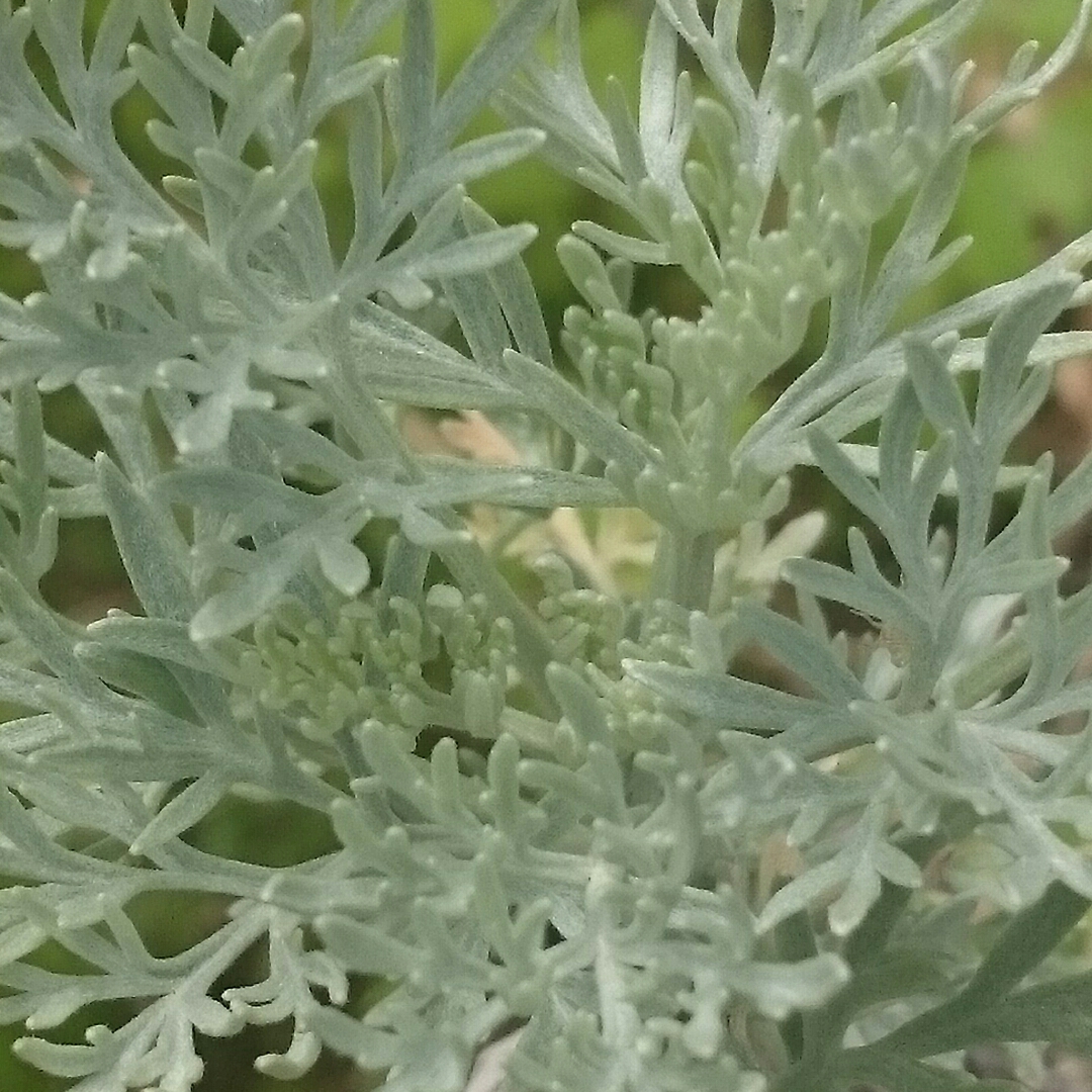 Wormwood in the GardenTags plant encyclopedia