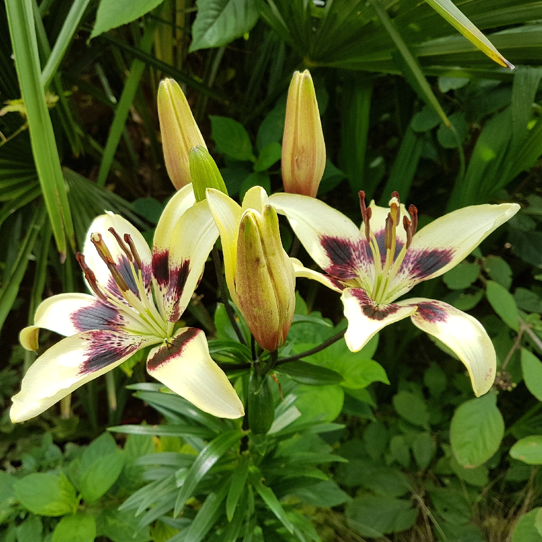 Lily Patricias Pride (Asiatic) in the GardenTags plant encyclopedia