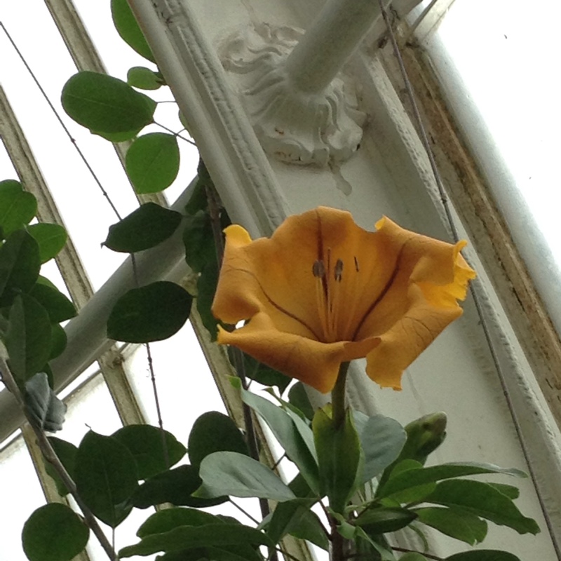 Golden Chalice Vine in the GardenTags plant encyclopedia