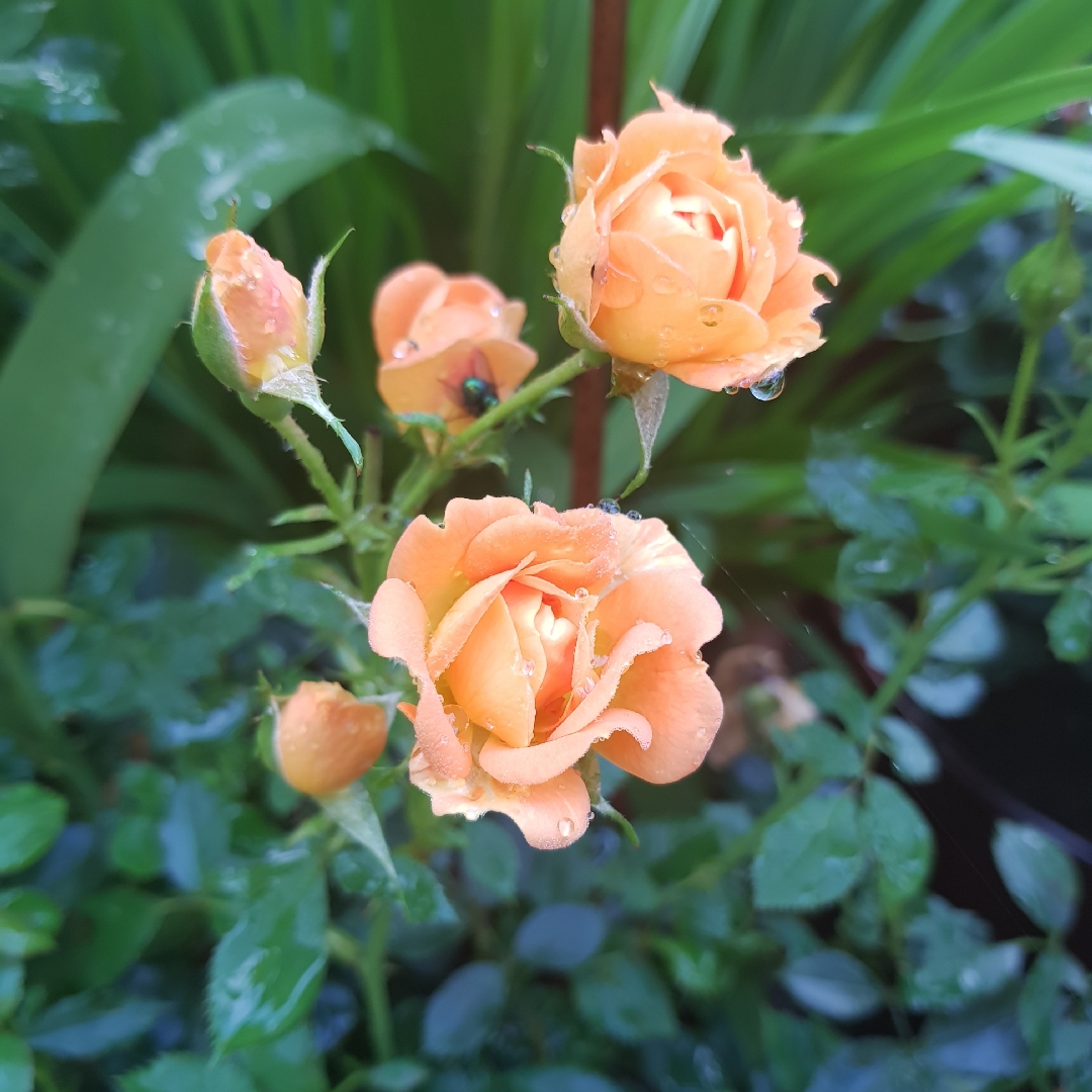 Miniature Rose Sweet Magic in the GardenTags plant encyclopedia