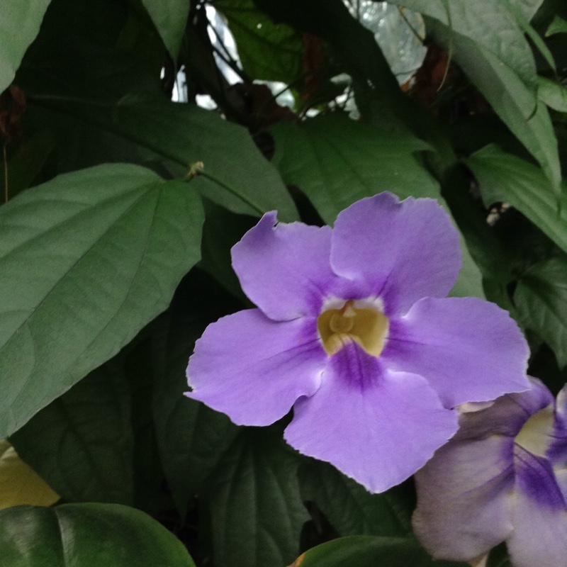 Bengal Clock Vine in the GardenTags plant encyclopedia