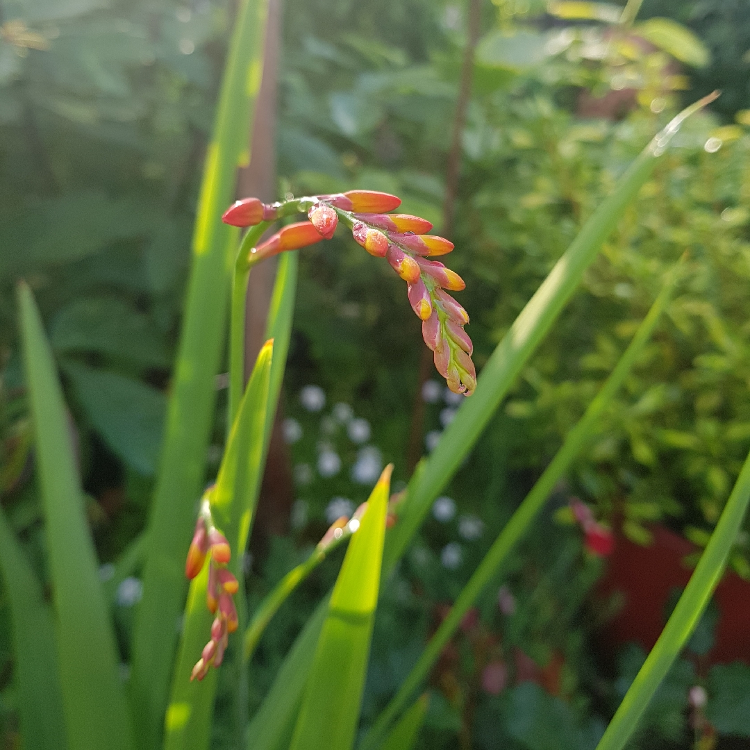 Montbretia Orange Pekoe in the GardenTags plant encyclopedia