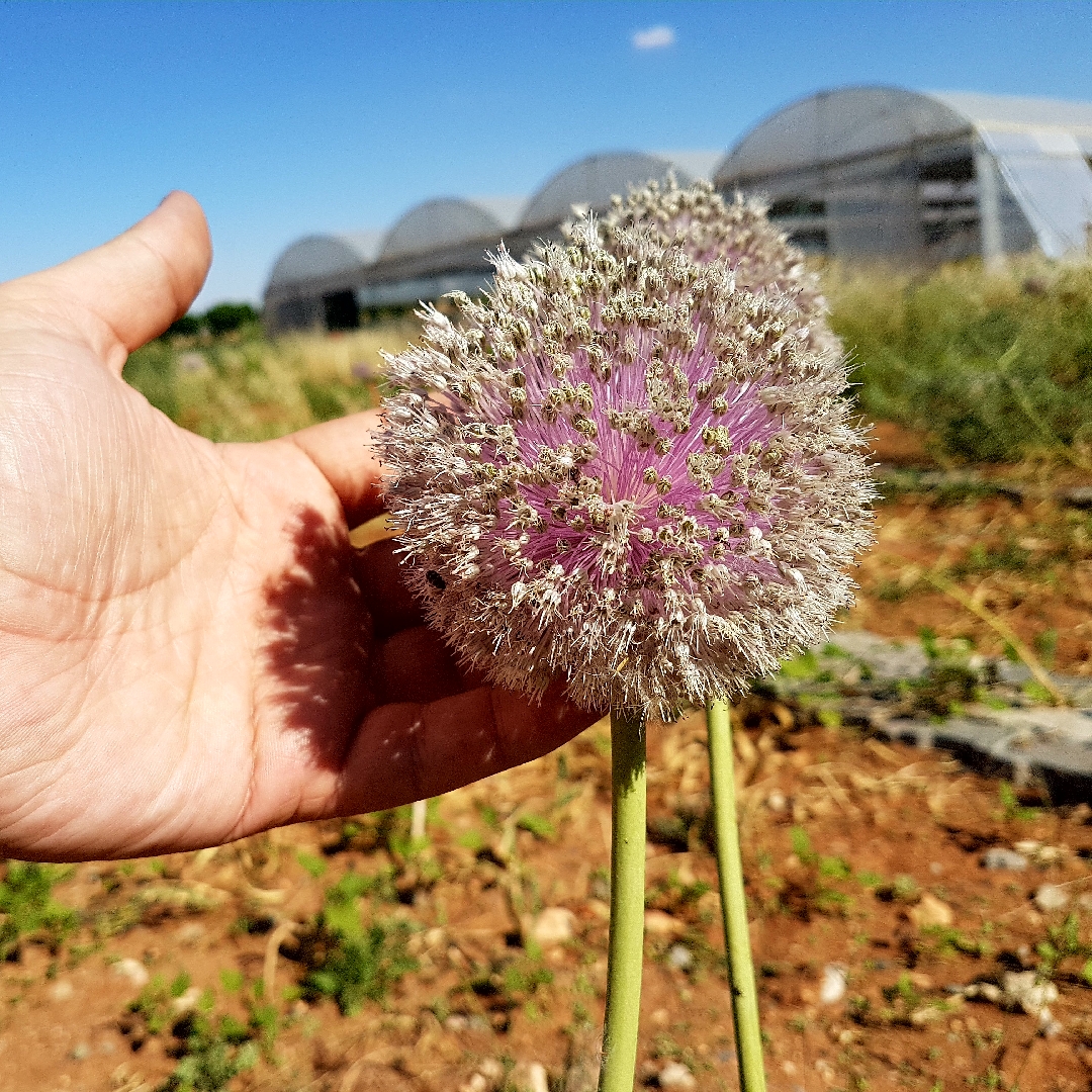 Image of Allium tuncelianum plant