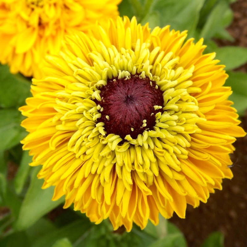 Coneflower Maya in the GardenTags plant encyclopedia