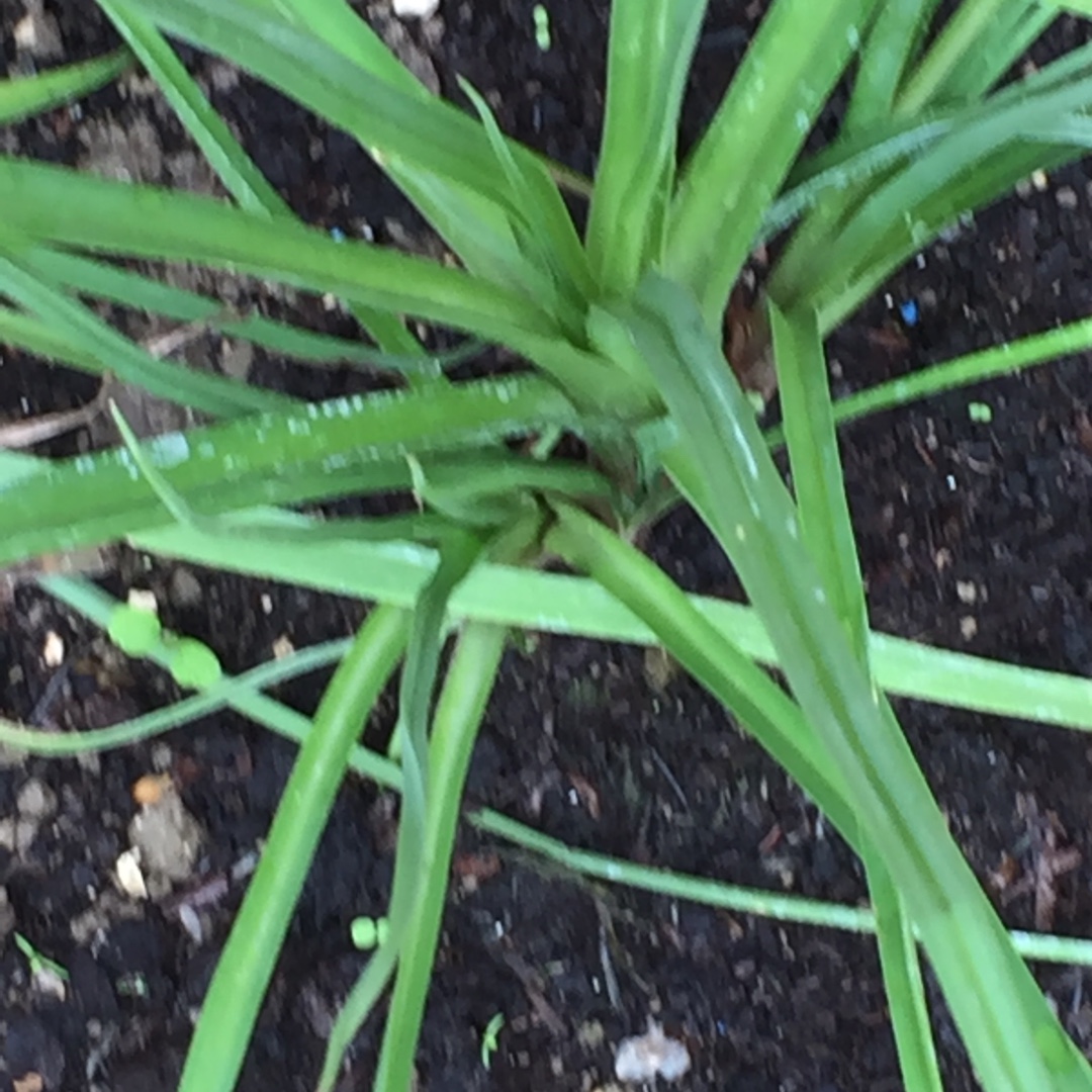 Kniphofia 'Border Ballet', Red Hot Poker 'Border Ballet' in GardenTags ...