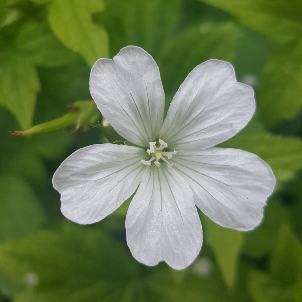 Knotted Cranesbill Silverwood in the GardenTags plant encyclopedia