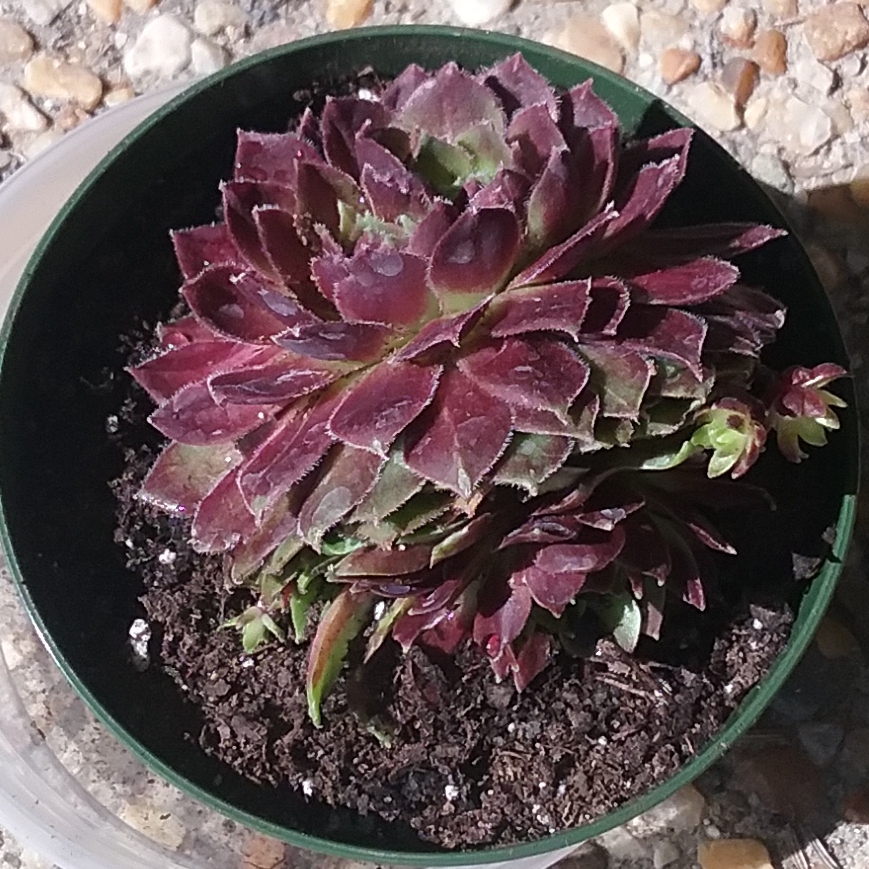 Sempervivum Cherry Berry in the GardenTags plant encyclopedia