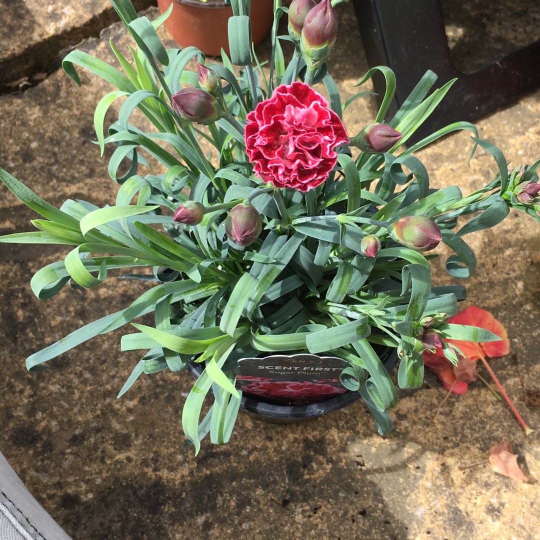 Pink Sugar Plum in the GardenTags plant encyclopedia