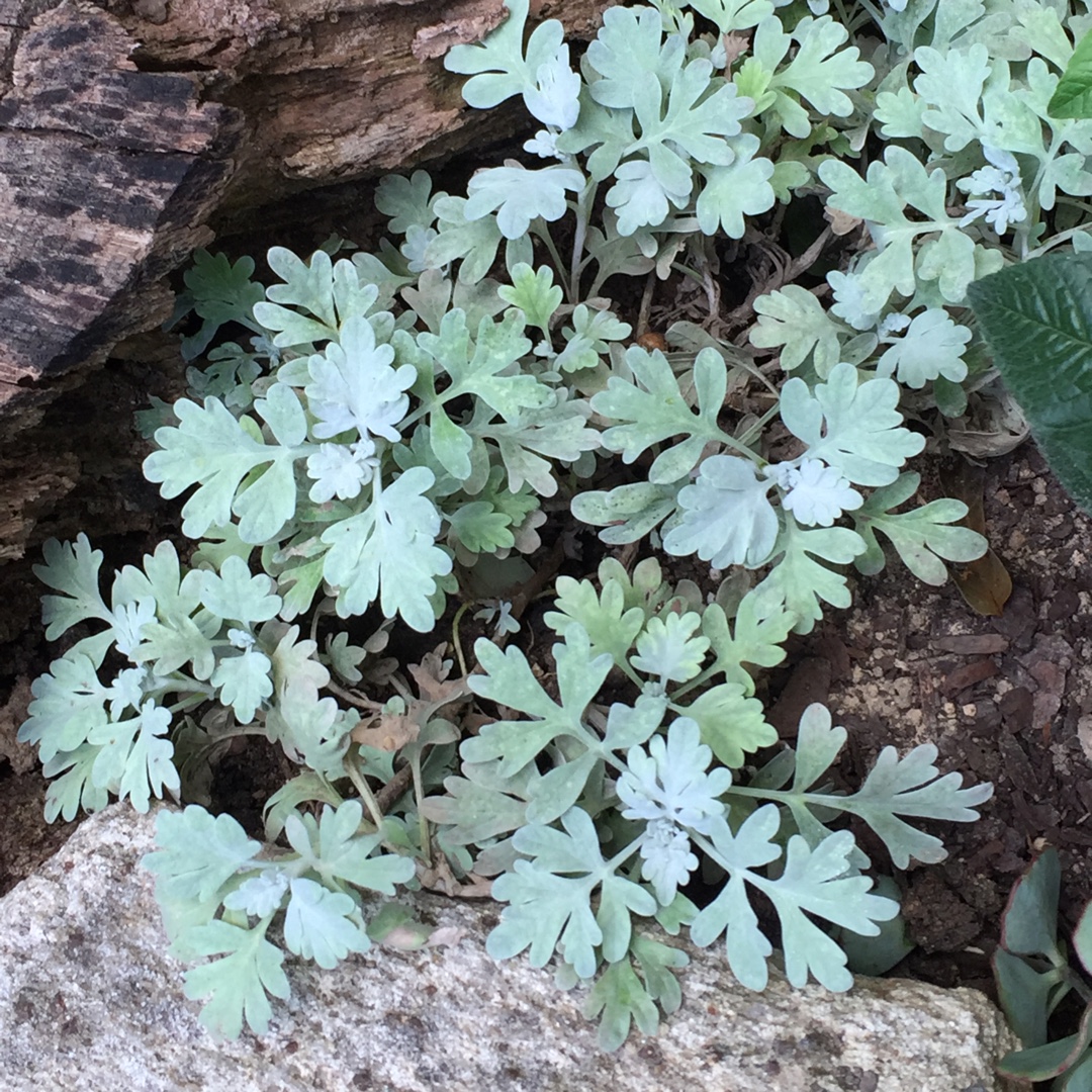 Wormwood Silver Brocade in the GardenTags plant encyclopedia