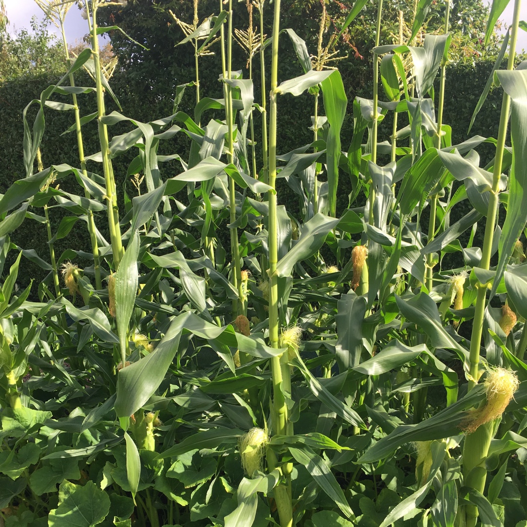 Sweet Corn Lark F1 Hybrid in the GardenTags plant encyclopedia