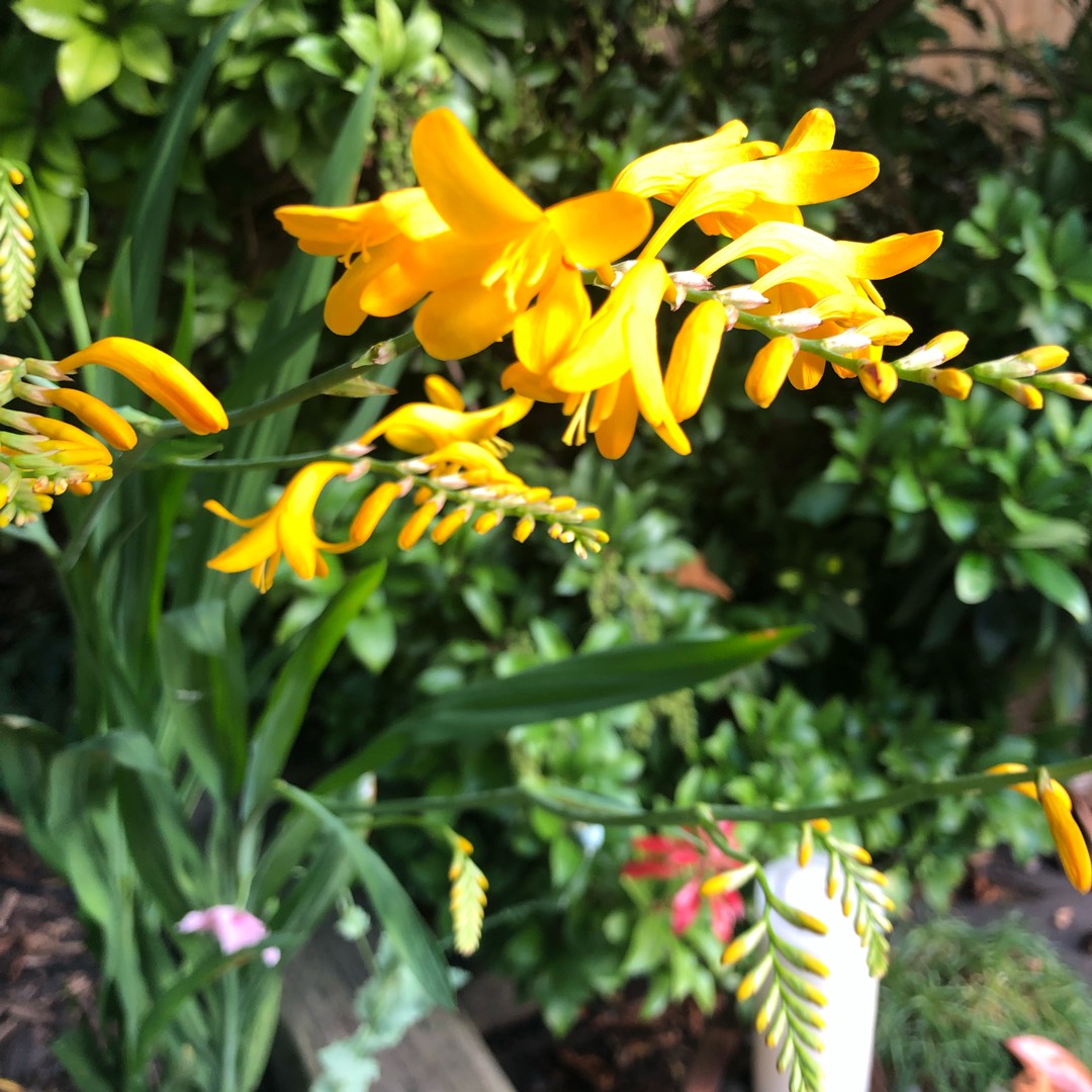 Montbretia Emberglow in the GardenTags plant encyclopedia