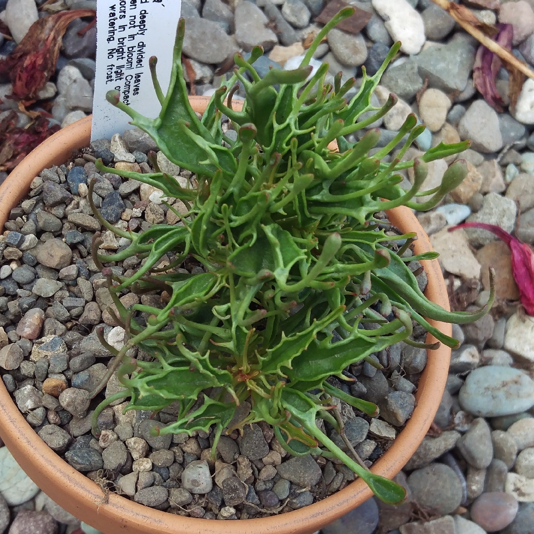 Kalanchoe Tarantula in the GardenTags plant encyclopedia