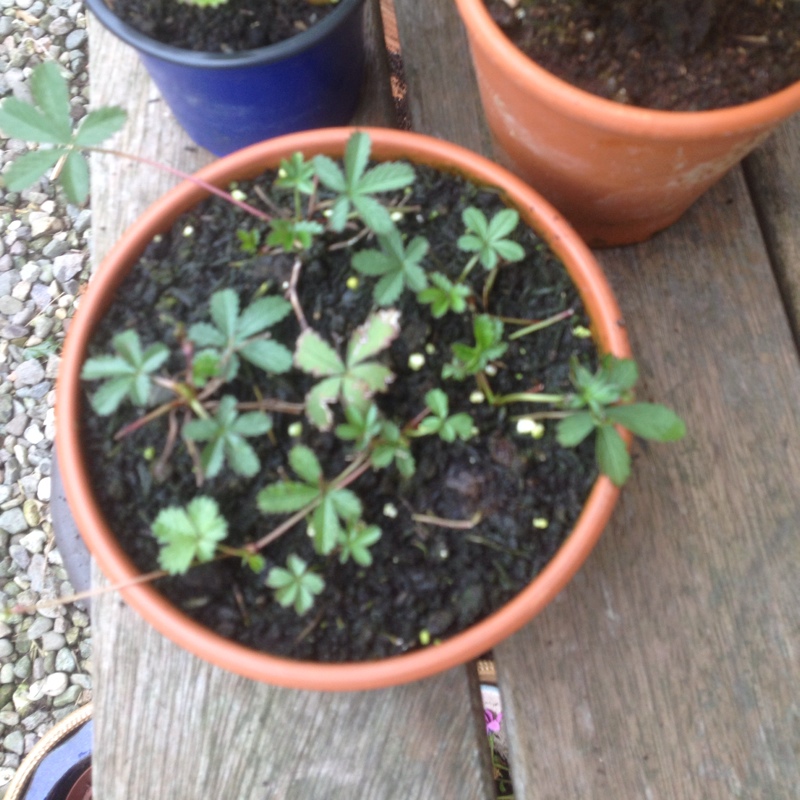 Creeping Cinquefoil in the GardenTags plant encyclopedia