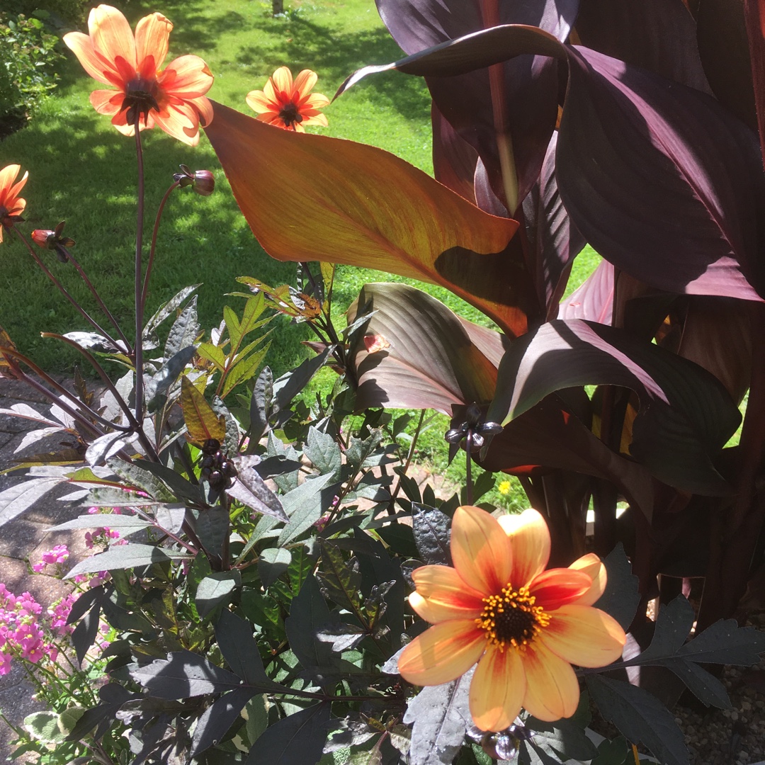 Dahlia Mystic Haze in the GardenTags plant encyclopedia