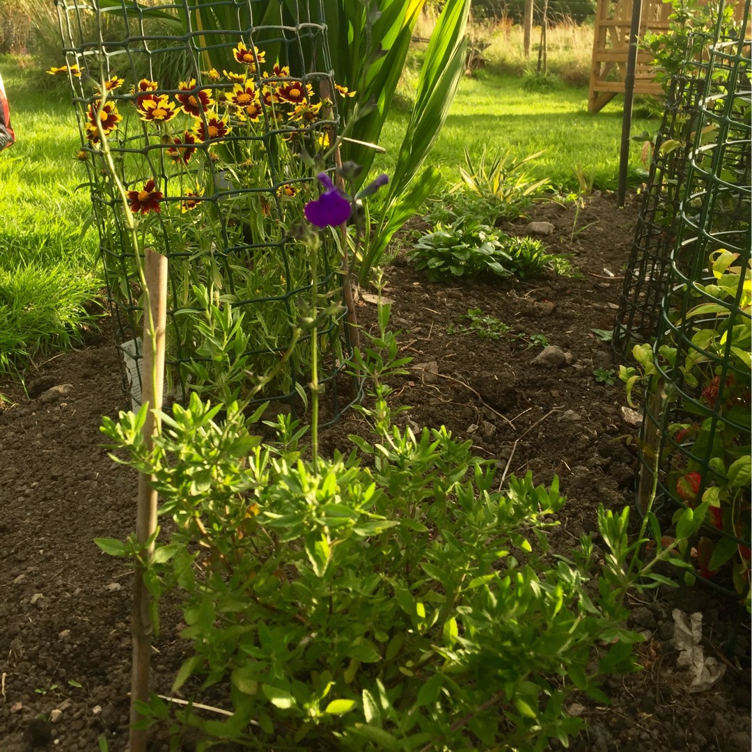 Salvia Purple Queen in the GardenTags plant encyclopedia