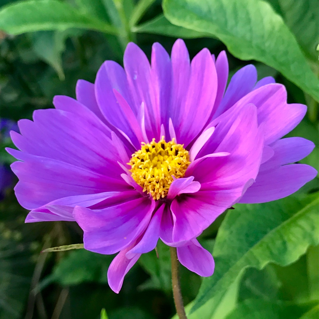 Cosmea Fizzy Pink in the GardenTags plant encyclopedia