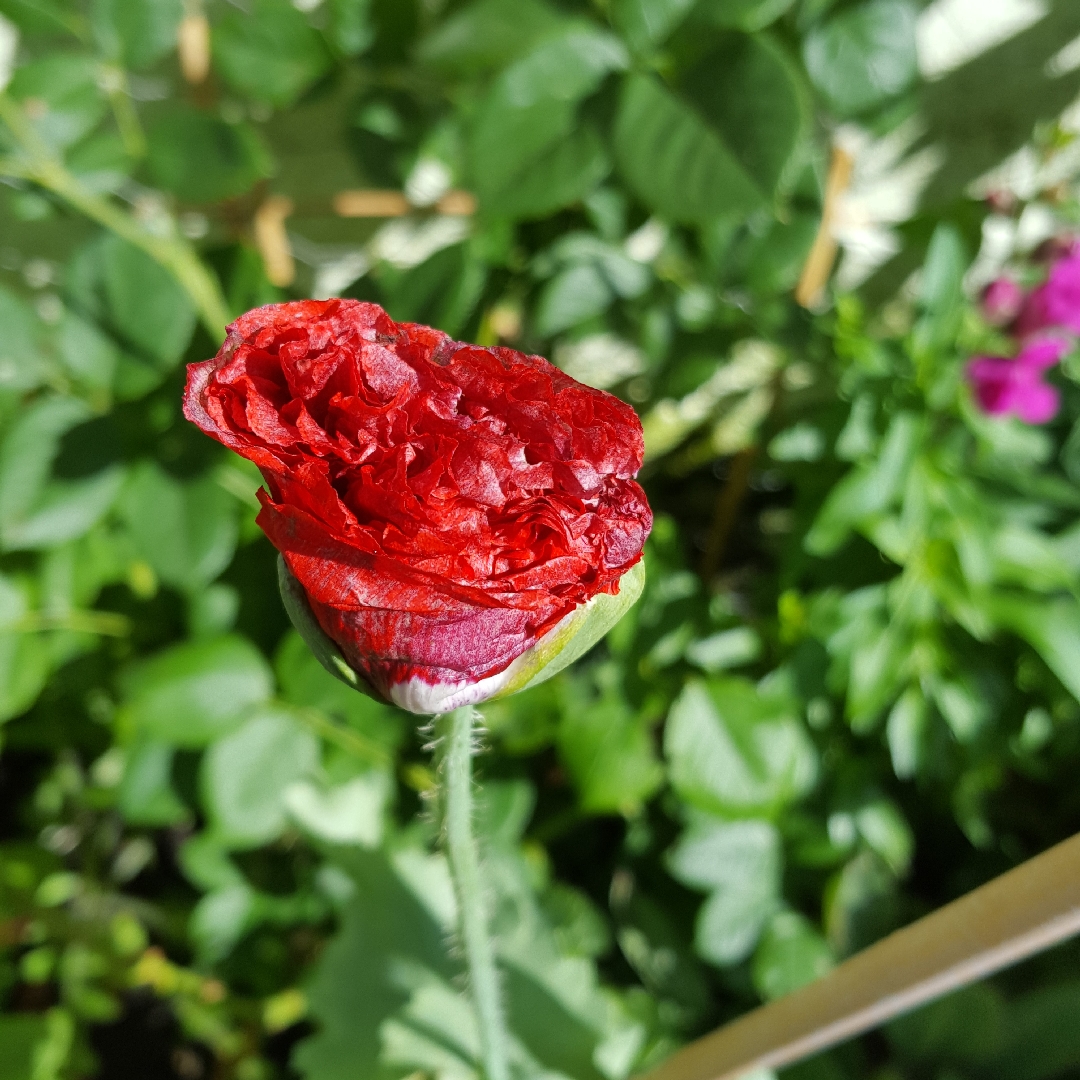 Opium Poppy Seriously Scarlet in the GardenTags plant encyclopedia