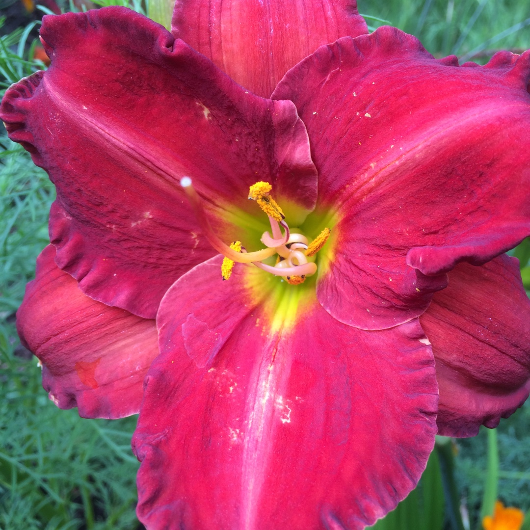 Daylily Chicago Apache in the GardenTags plant encyclopedia