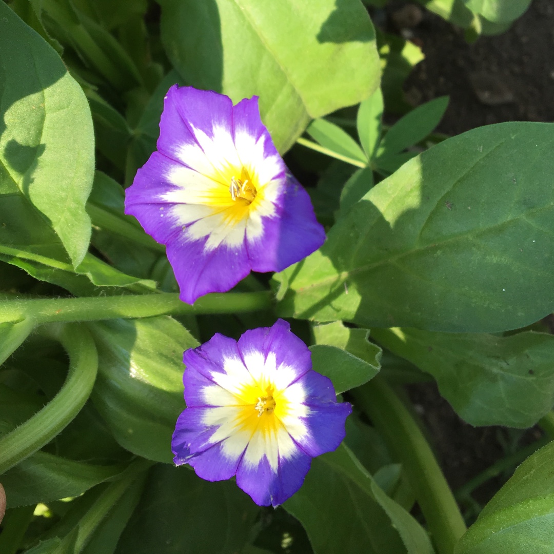 Dwarf Morning Glory Blue Flash in the GardenTags plant encyclopedia