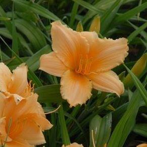 Daylily Bali Hai in the GardenTags plant encyclopedia