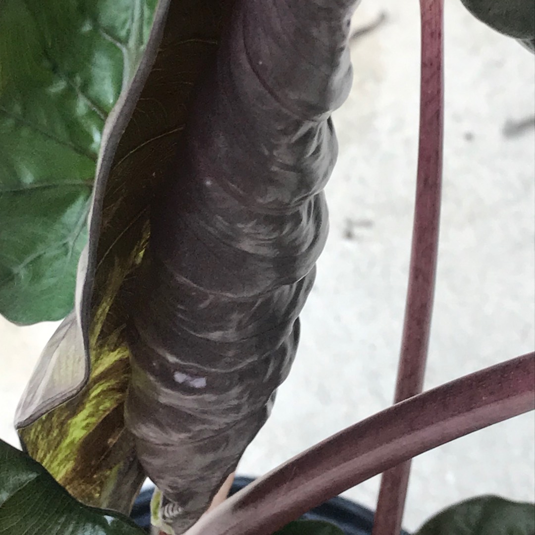 Elephant Ear in the GardenTags plant encyclopedia