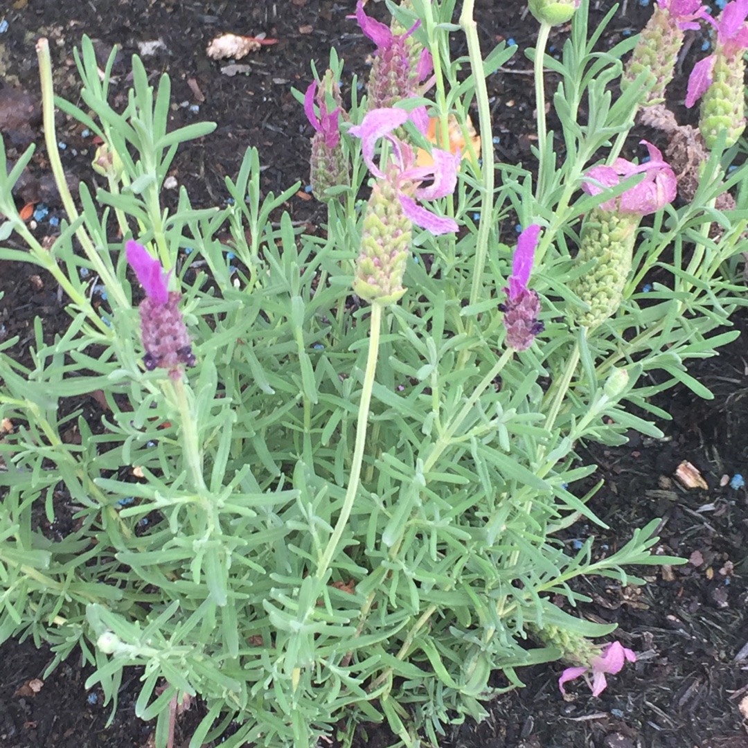 Lavender Lusitanica in the GardenTags plant encyclopedia