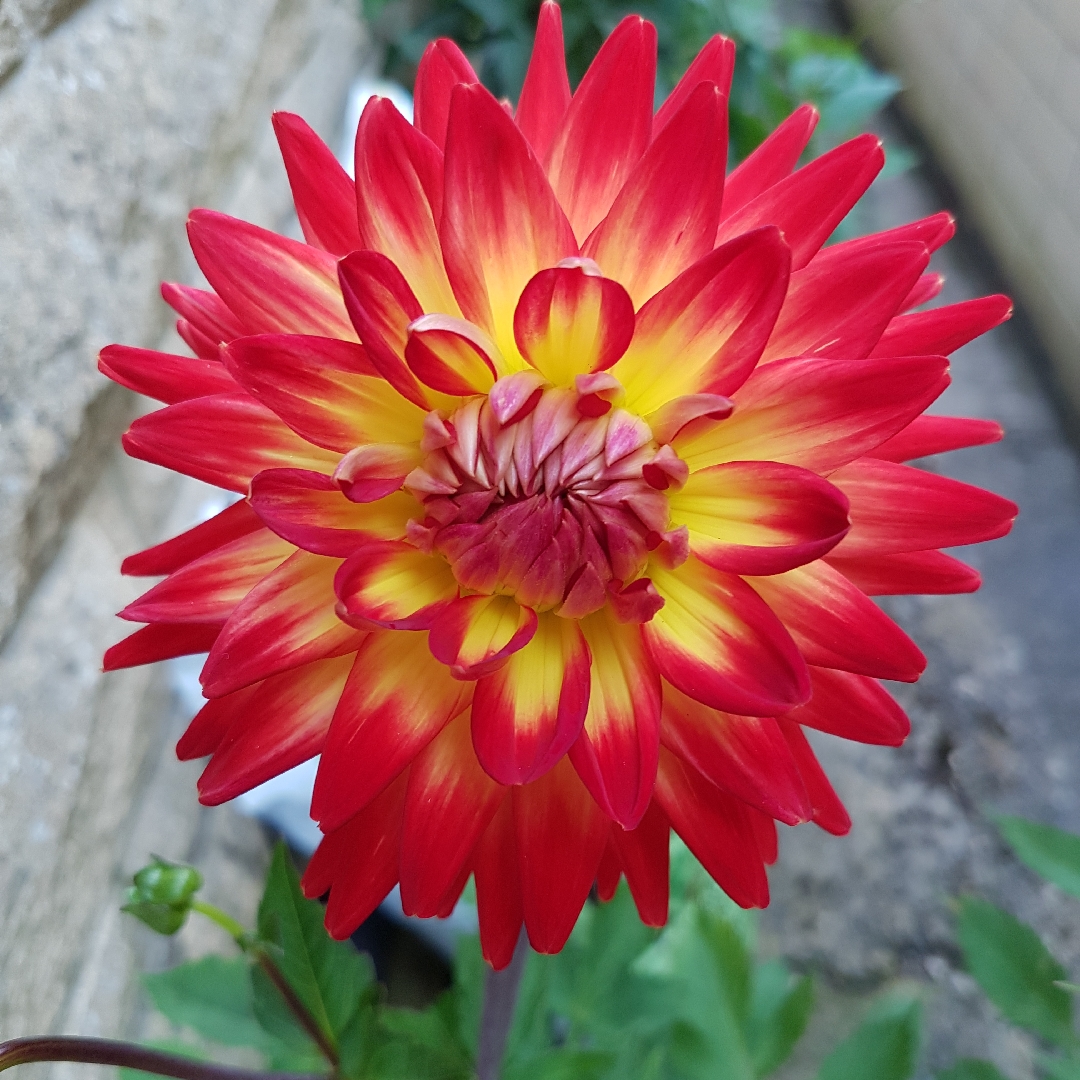 Dahlia Karma Bon Bini (Cactus) in the GardenTags plant encyclopedia