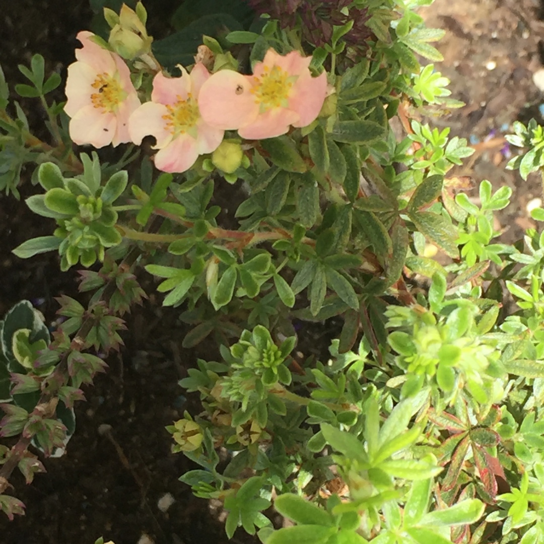 Shrubby cinquefoil  Daydawn in the GardenTags plant encyclopedia