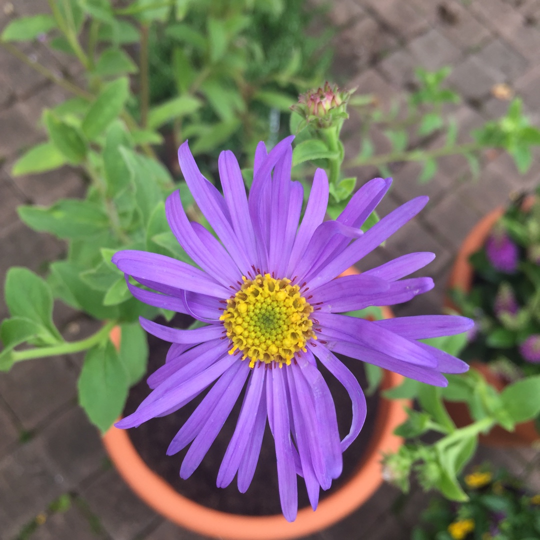 Frikarts Aster  Mönch in the GardenTags plant encyclopedia