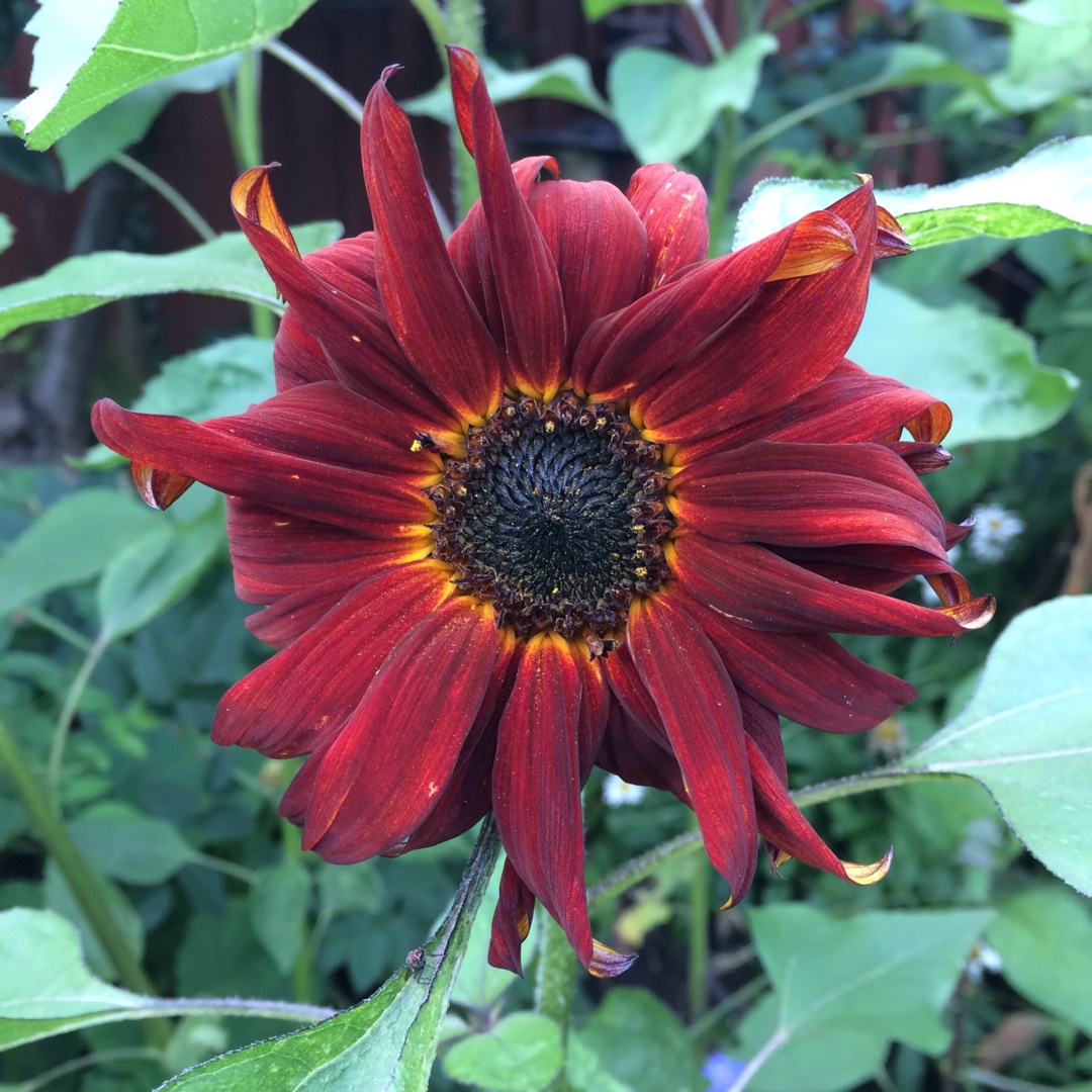 Sunflower Earth Walker in the GardenTags plant encyclopedia