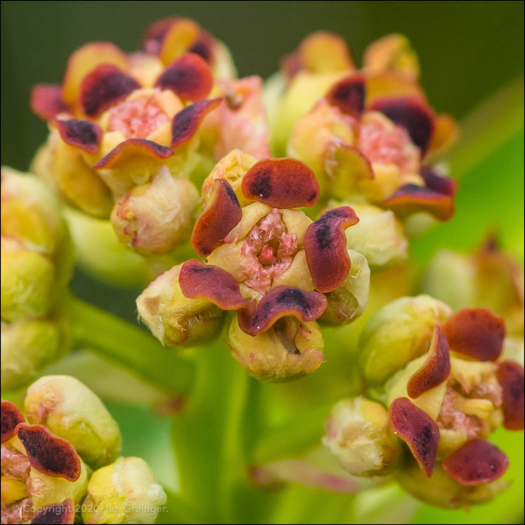 Honey Spurge in the GardenTags plant encyclopedia