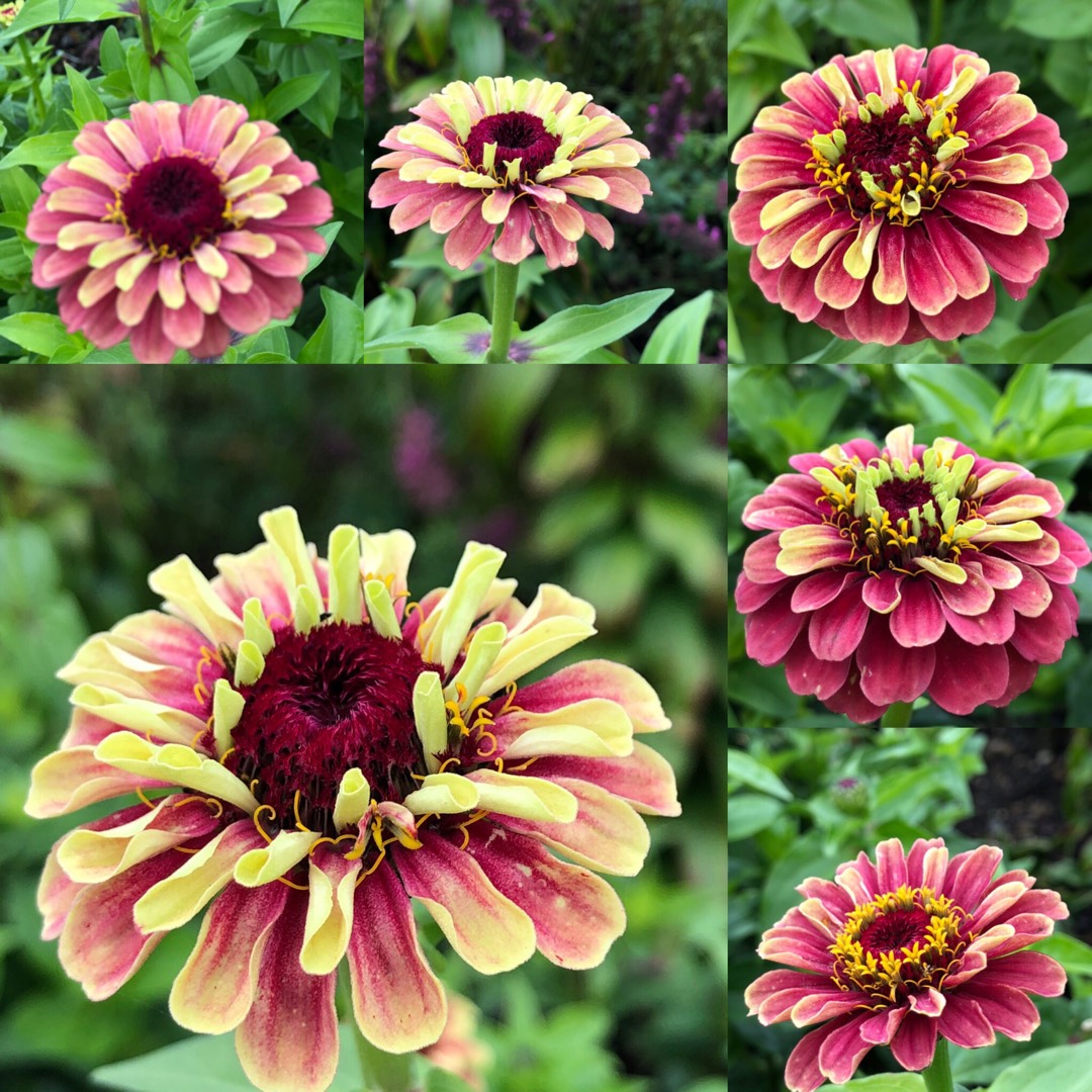 Zinnia Queen Lime Red in the GardenTags plant encyclopedia