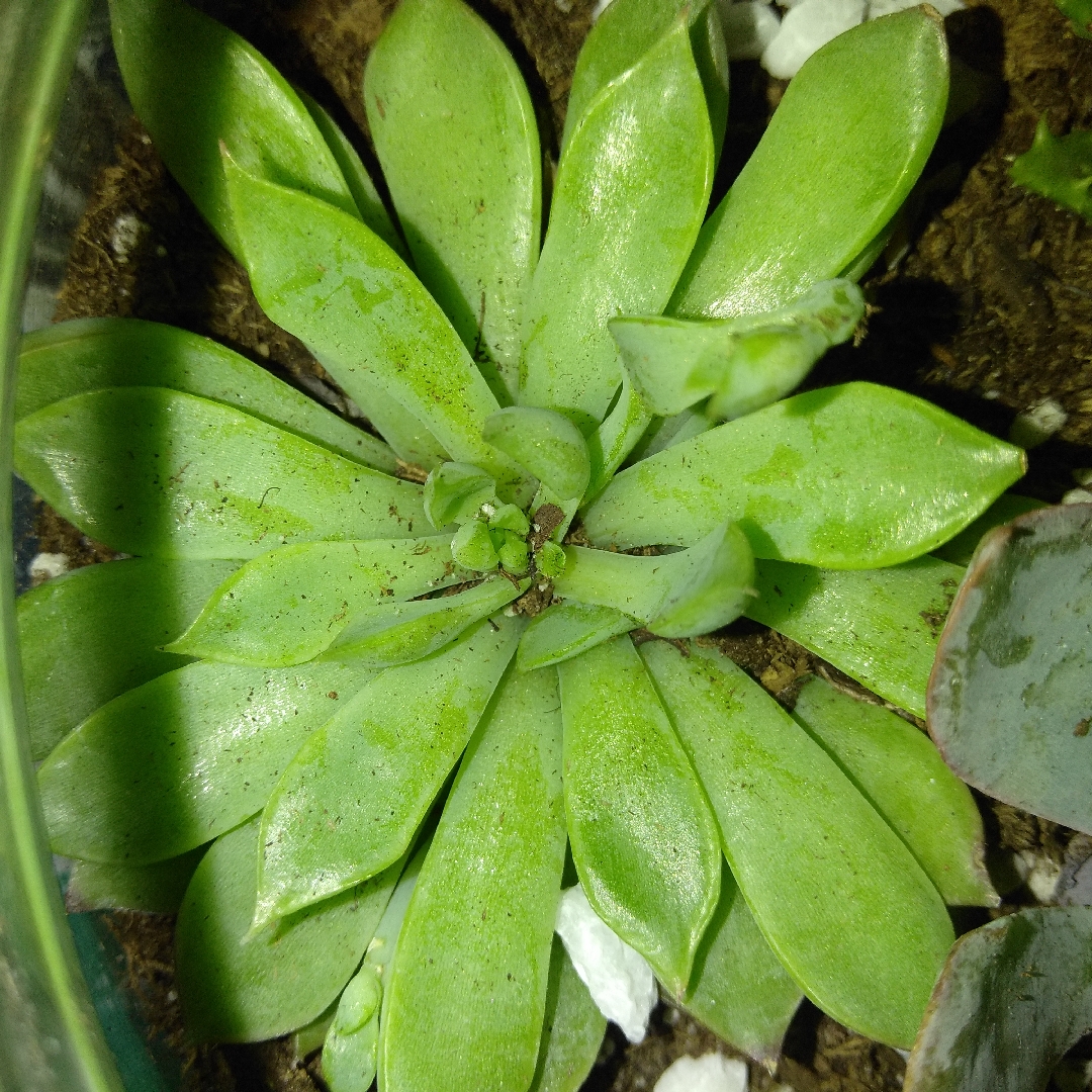 Echeveria Starlite in the GardenTags plant encyclopedia