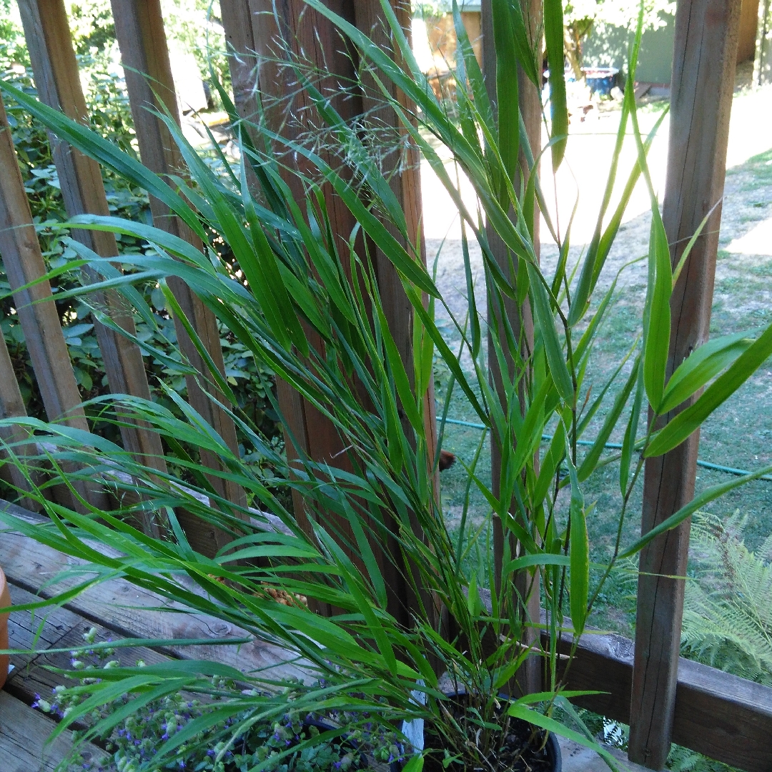 Japanese Forest Grass Beni-kaze in the GardenTags plant encyclopedia