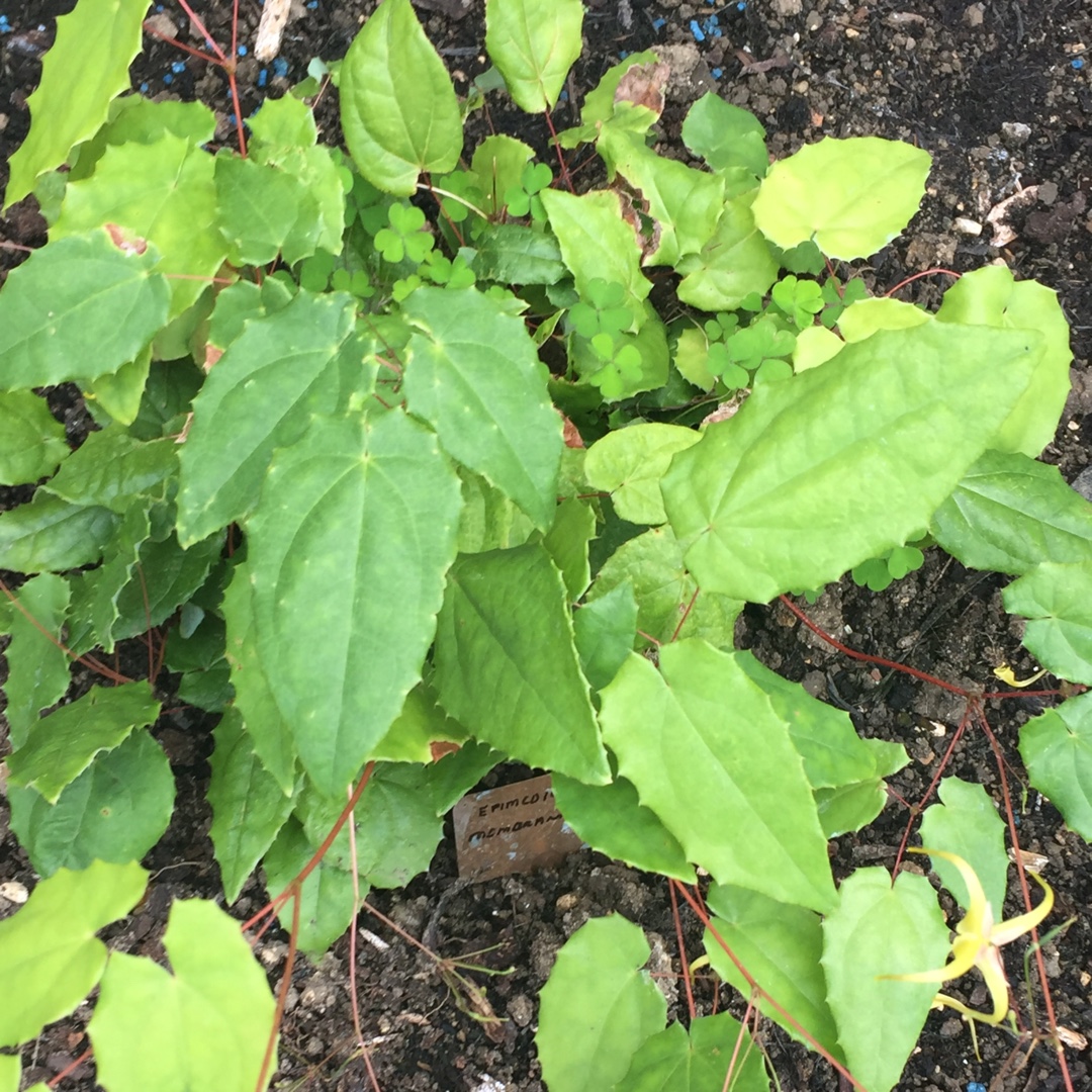 Barrenwort in the GardenTags plant encyclopedia