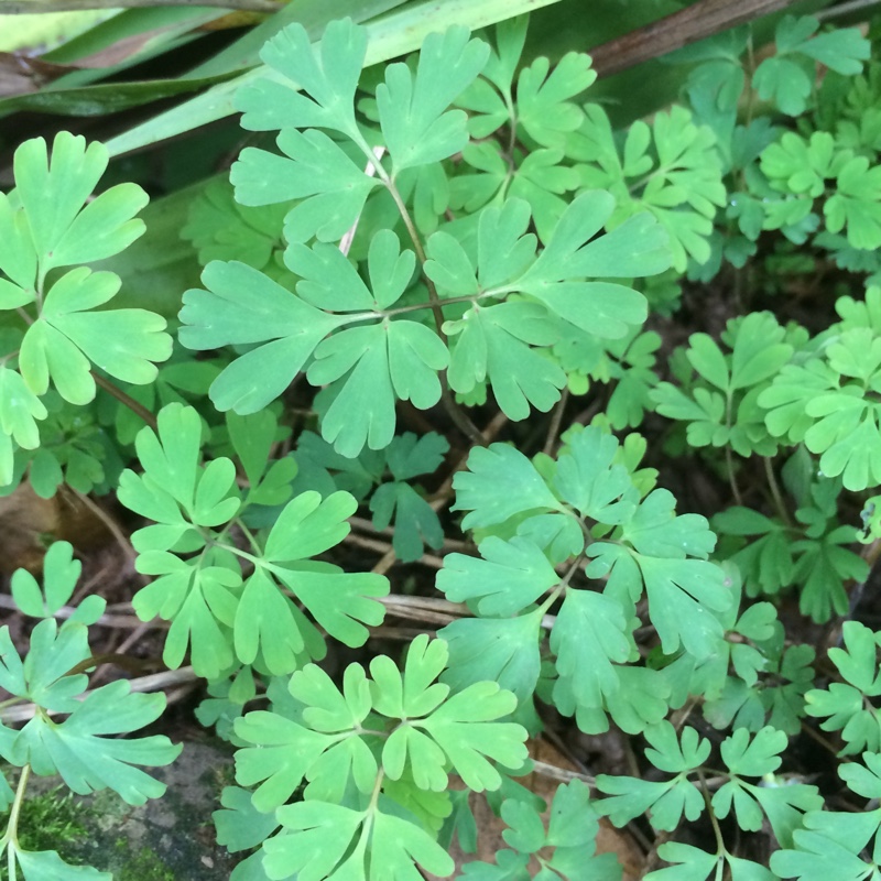 Corydalis Purple Leaf in the GardenTags plant encyclopedia