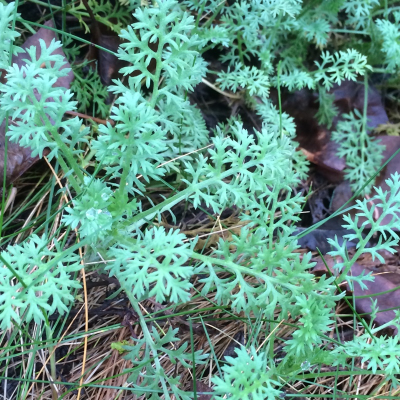 Sicilian Chamomile in the GardenTags plant encyclopedia