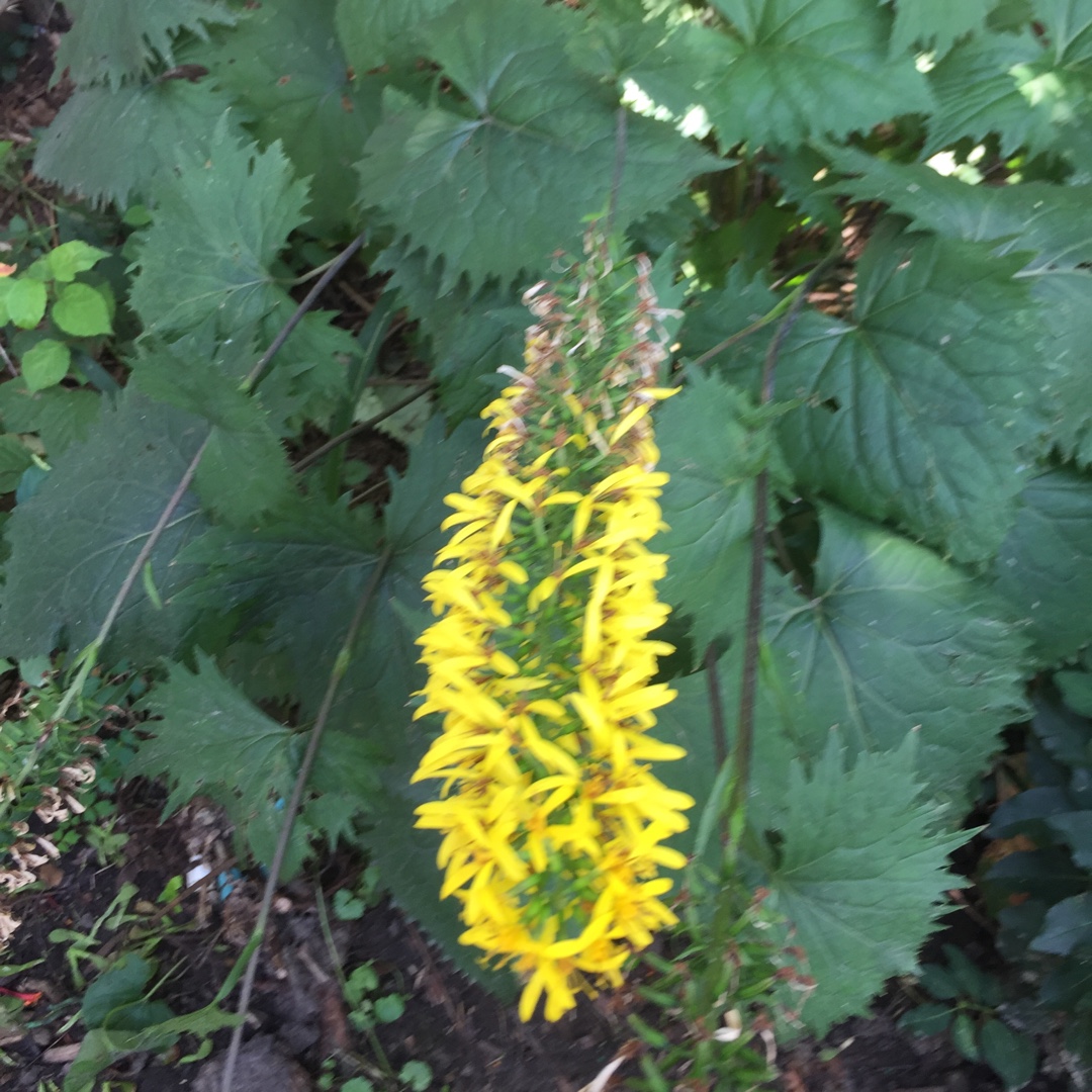 Dwarf Leopard Plant Little Rocket in the GardenTags plant encyclopedia