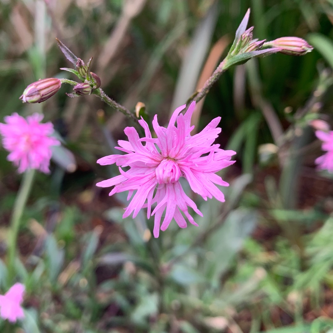 Ragged Robin Campion Petite Jenny in the GardenTags plant encyclopedia