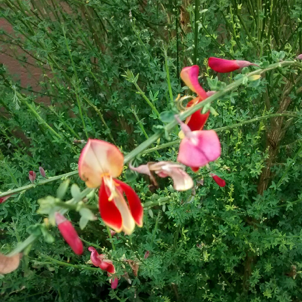 Broom Red Wings in the GardenTags plant encyclopedia