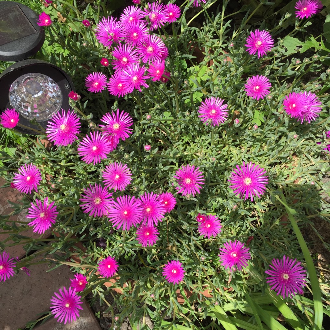 Purple Buttons in the GardenTags plant encyclopedia