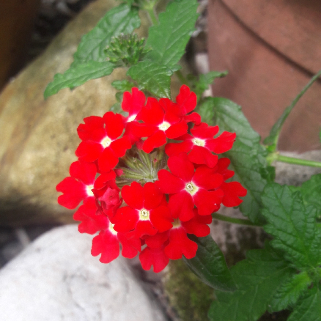 Verbena Lanai™ Scarlet With Eye in the GardenTags plant encyclopedia