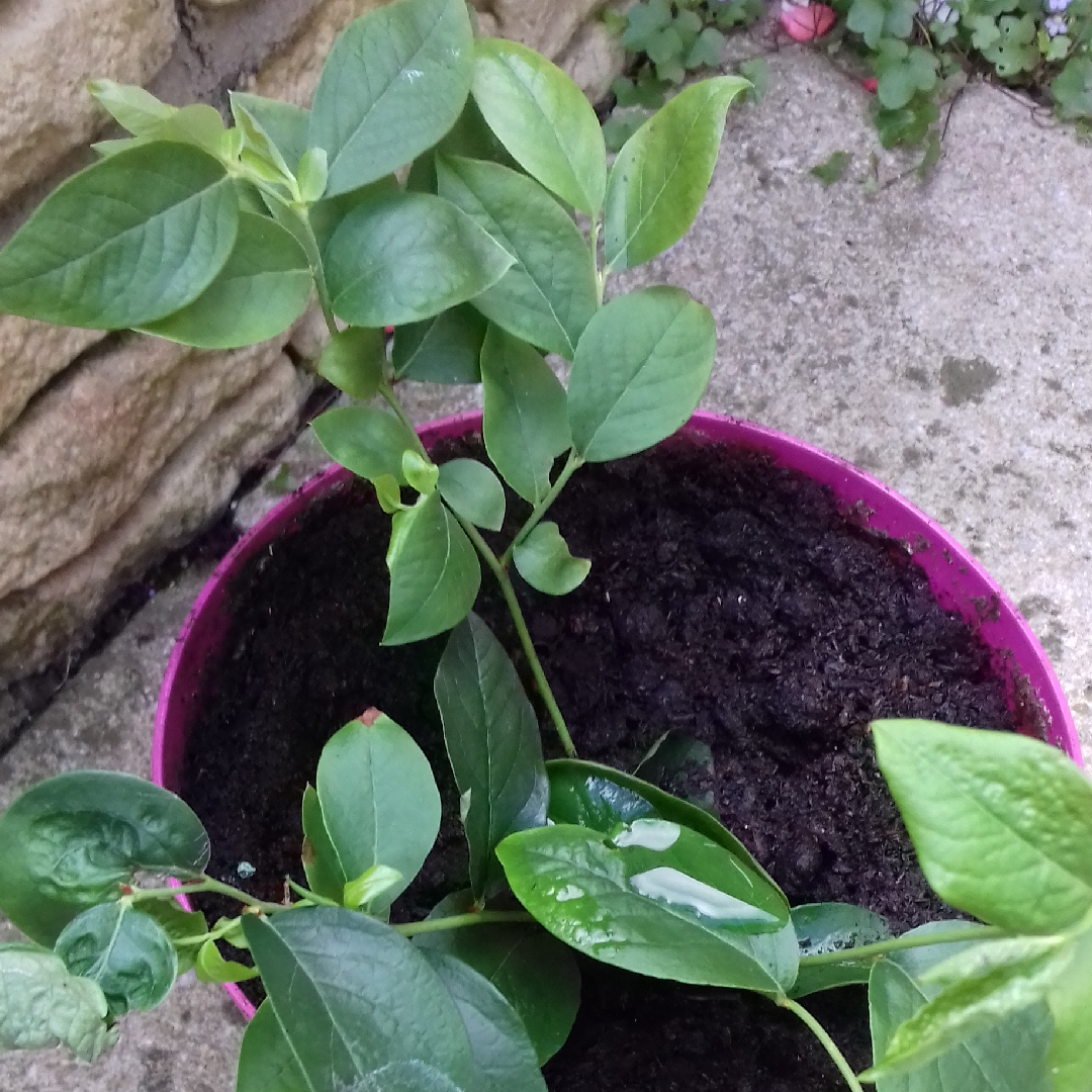 Blueberry Bluecrop in the GardenTags plant encyclopedia