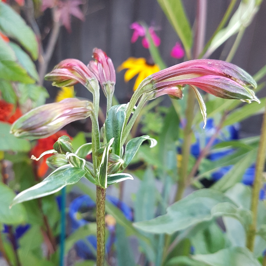 Peruvian Lily Royal Star in the GardenTags plant encyclopedia