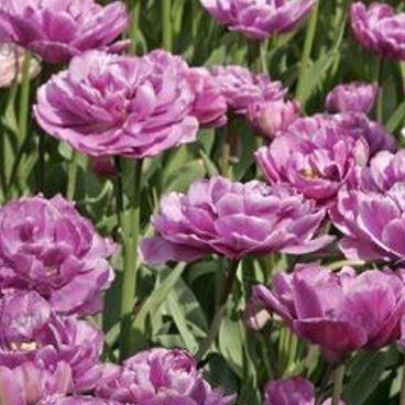 Tulip Lilac Perfection (Double Late) in the GardenTags plant encyclopedia