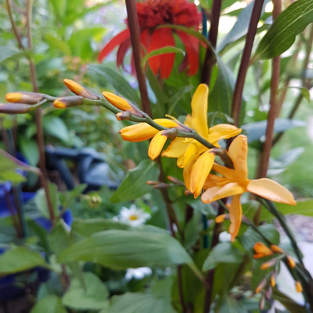 Montbretia Solfatare in the GardenTags plant encyclopedia