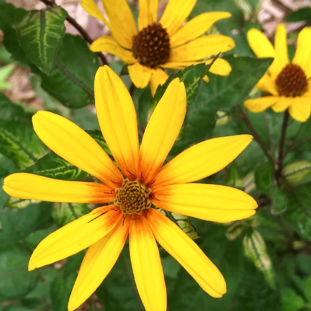 Oxeye sunflower in the GardenTags plant encyclopedia